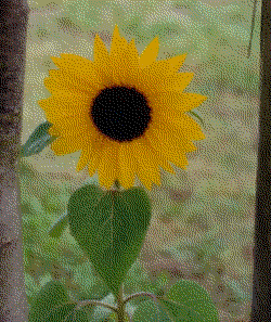 Sunflower_as_gif_websafe